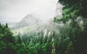 Preview wallpaper trees, mountains, fog, summer