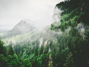 Preview wallpaper trees, mountains, fog, summer