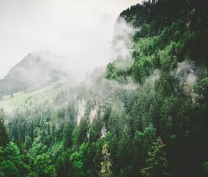 Preview wallpaper trees, mountains, fog, summer
