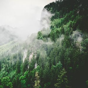 Preview wallpaper trees, mountains, fog, summer