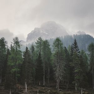 Preview wallpaper trees, mountains, fog, lake, landscape