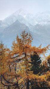 Preview wallpaper trees, mountains, fog, conifer, pines