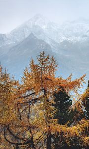 Preview wallpaper trees, mountains, fog, conifer, pines