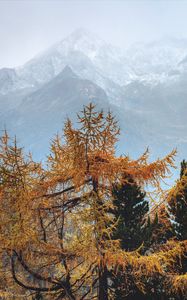 Preview wallpaper trees, mountains, fog, conifer, pines