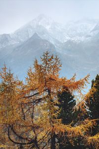 Preview wallpaper trees, mountains, fog, conifer, pines