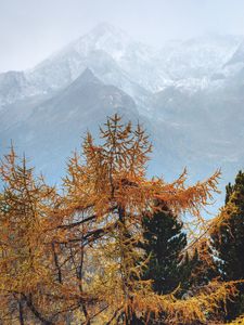 Preview wallpaper trees, mountains, fog, conifer, pines
