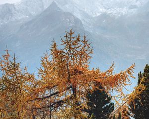 Preview wallpaper trees, mountains, fog, conifer, pines