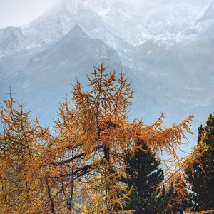 Preview wallpaper trees, mountains, fog, conifer, pines