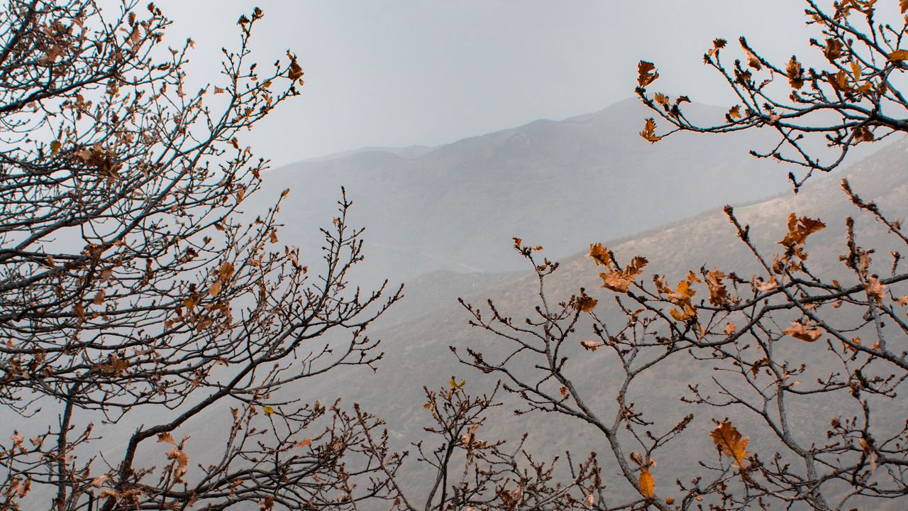 Wallpaper trees, mountains, fog, autumn, landscape