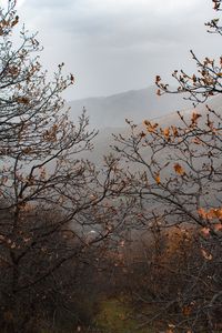 Preview wallpaper trees, mountains, fog, autumn, landscape