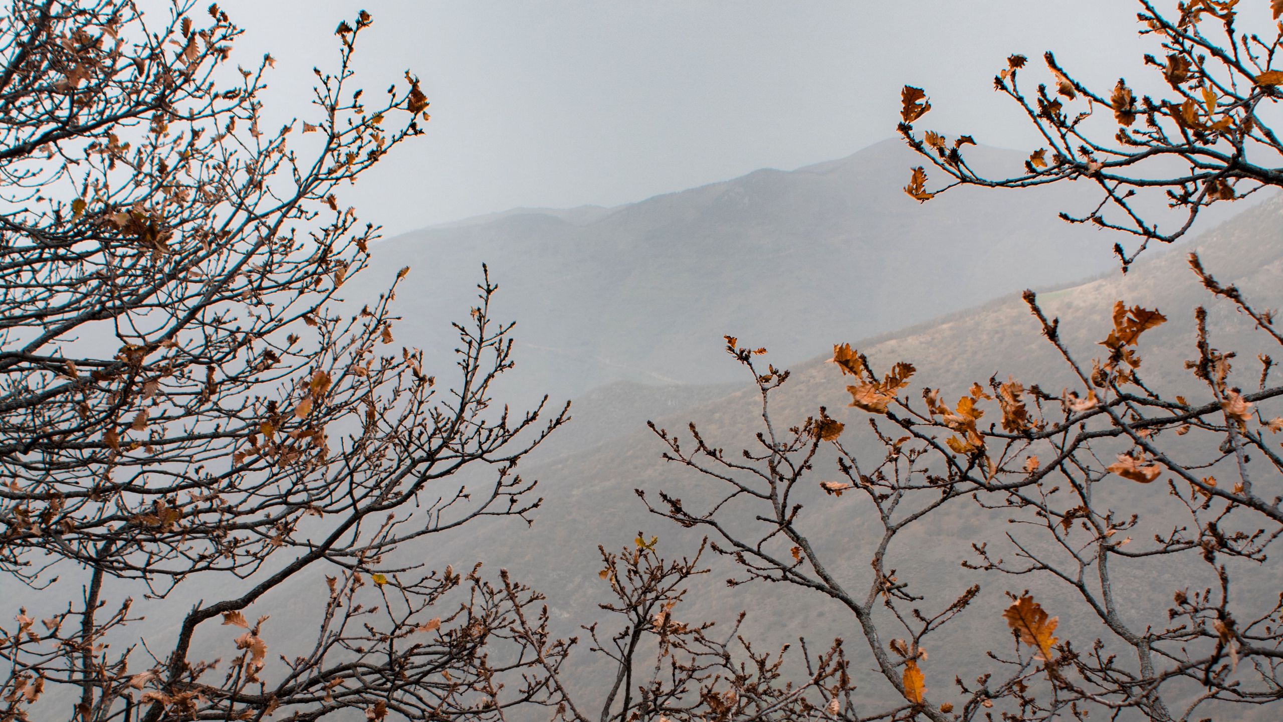 Download wallpaper 2560x1440 trees, mountains, fog, autumn, landscape