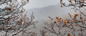Preview wallpaper trees, mountains, fog, autumn, landscape