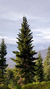 Preview wallpaper trees, mountains, fog, nature