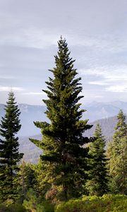 Preview wallpaper trees, mountains, fog, nature