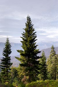 Preview wallpaper trees, mountains, fog, nature