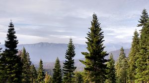 Preview wallpaper trees, mountains, fog, nature