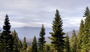 Preview wallpaper trees, mountains, fog, nature