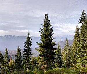 Preview wallpaper trees, mountains, fog, nature