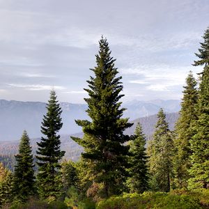 Preview wallpaper trees, mountains, fog, nature