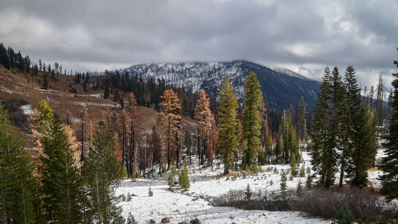 Wallpaper trees, mountains, forest, snow, nature