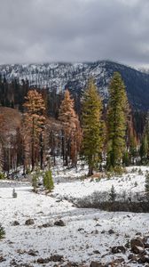 Preview wallpaper trees, mountains, forest, snow, nature