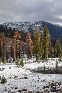 Preview wallpaper trees, mountains, forest, snow, nature