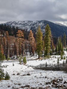 Preview wallpaper trees, mountains, forest, snow, nature