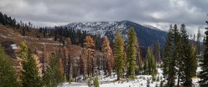 Preview wallpaper trees, mountains, forest, snow, nature