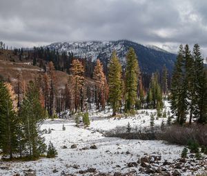 Preview wallpaper trees, mountains, forest, snow, nature