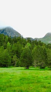 Preview wallpaper trees, mountains, lawn, grass, greenery