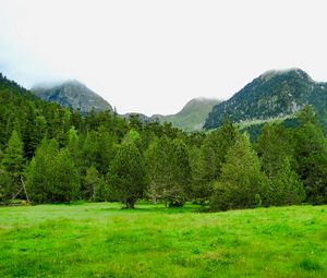 Preview wallpaper trees, mountains, lawn, grass, greenery