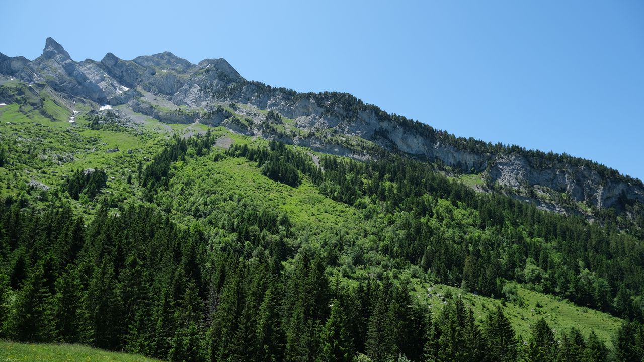 Wallpaper trees, mountains, slope, grass
