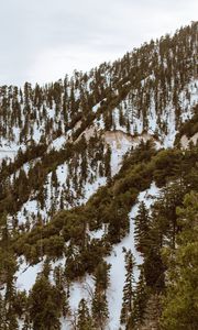 Preview wallpaper trees, mountains, snow, peaks