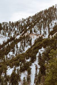 Preview wallpaper trees, mountains, snow, peaks