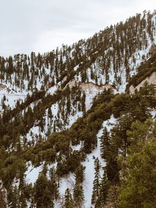 Preview wallpaper trees, mountains, snow, peaks