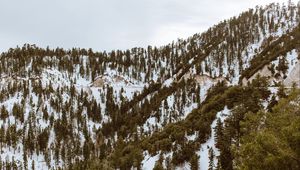 Preview wallpaper trees, mountains, snow, peaks