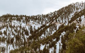 Preview wallpaper trees, mountains, snow, peaks