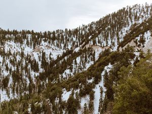 Preview wallpaper trees, mountains, snow, peaks