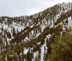 Preview wallpaper trees, mountains, snow, peaks