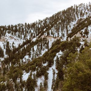 Preview wallpaper trees, mountains, snow, peaks