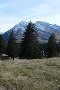 Preview wallpaper trees, mountains, snow, grass, nature