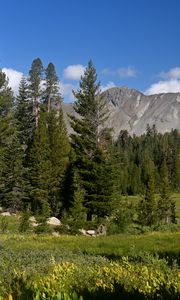 Preview wallpaper trees, mountains, valley, grass, landscape, nature