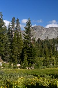 Preview wallpaper trees, mountains, valley, grass, landscape, nature