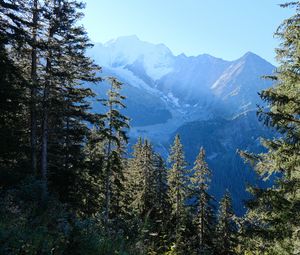 Preview wallpaper trees, mountains, view, landscape