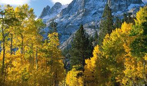 Preview wallpaper trees, mountains, view from above, fall