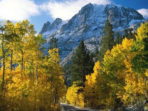 Preview wallpaper trees, mountains, view from above, fall