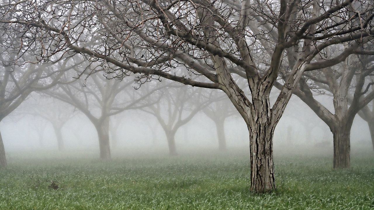 Wallpaper trees, naked, bark, cracks, fog, garden, grass