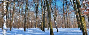 Preview wallpaper trees, naked, trunks, snow, winter, shadows, sky, clearly, park