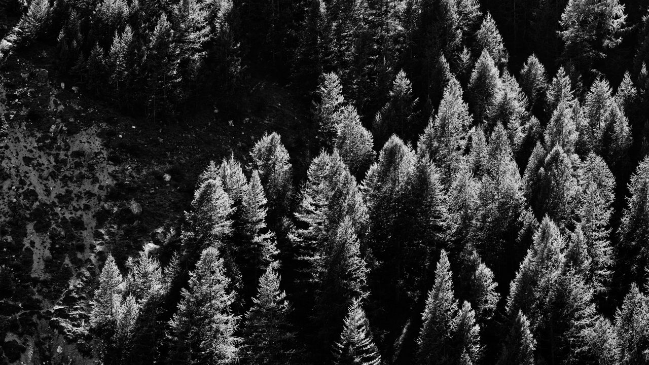 Wallpaper trees, nature, bw