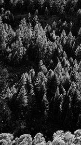 Preview wallpaper trees, nature, bw